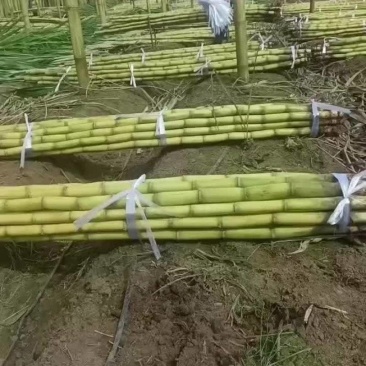 青皮柑遮量大从优平均每天出二十多万斤没问题