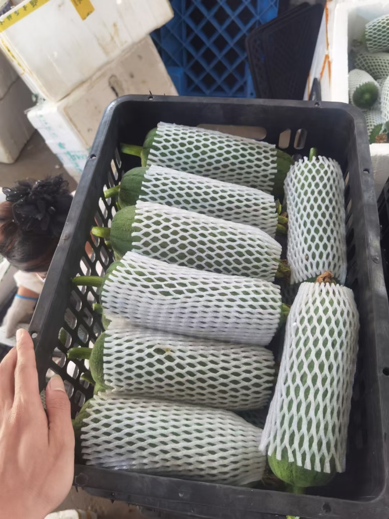 精品肉丝瓜