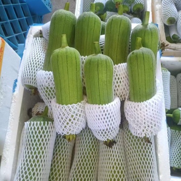 精品肉丝瓜