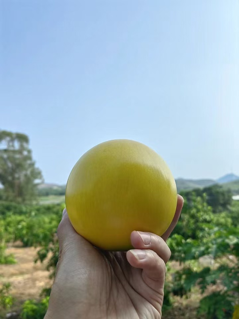 黄晶果基地直供，对接全国市场，社区团购，整车落地配