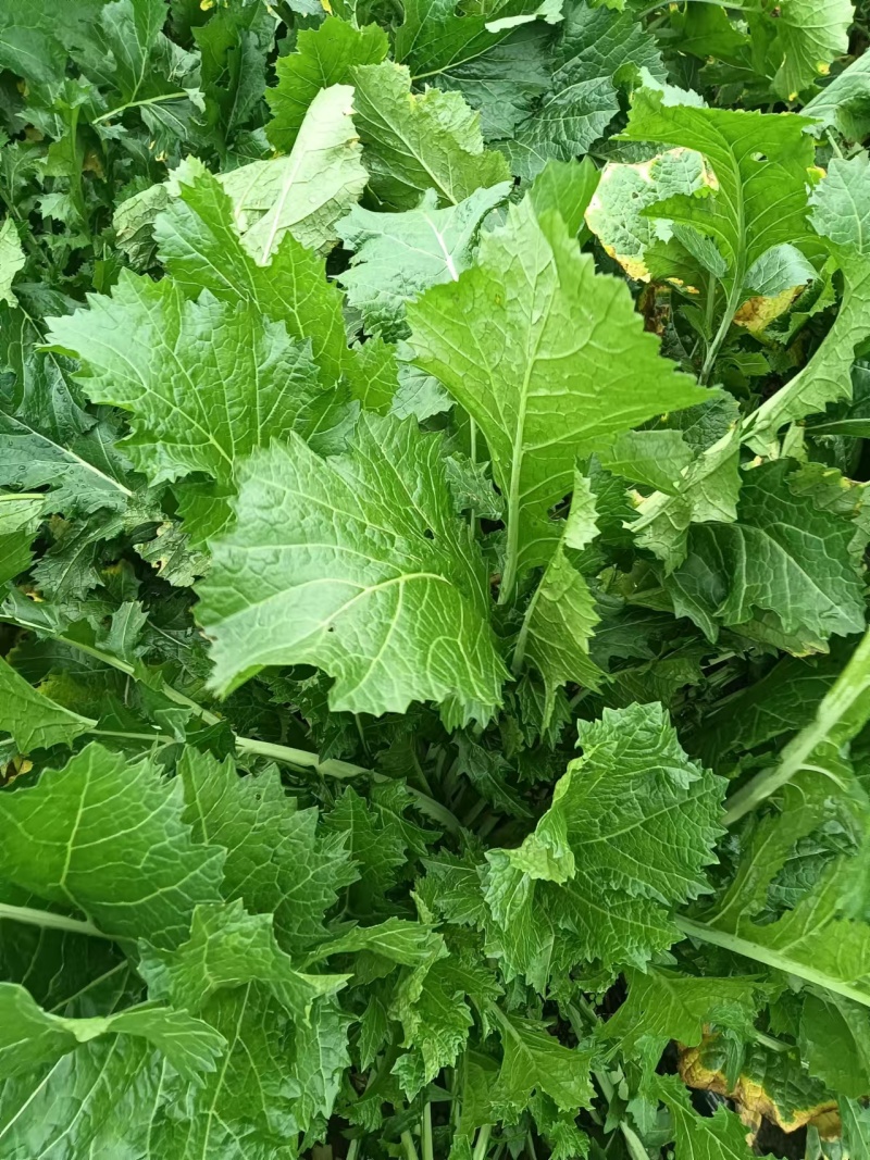 安徽芥菜头/芥菜头/自家种植/数量50亩/欢迎来电采购