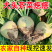 安徽芥菜头/芥菜头/自家种植/数量50亩/欢迎来电采购