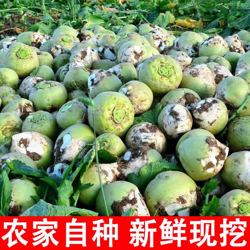 安徽芥菜头/芥菜头/自家种植/数量50亩/欢迎来电采购