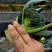 西兰花