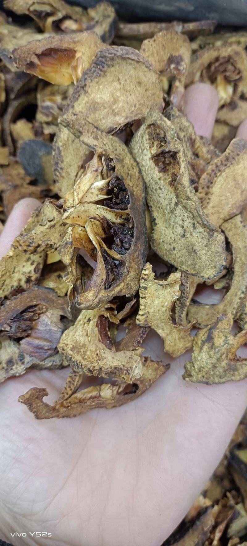 积壳，炒积壳，各种中药材，名贵药材，冷背药材