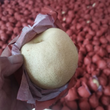 酥梨甜而酥果面干清核小一站式服务