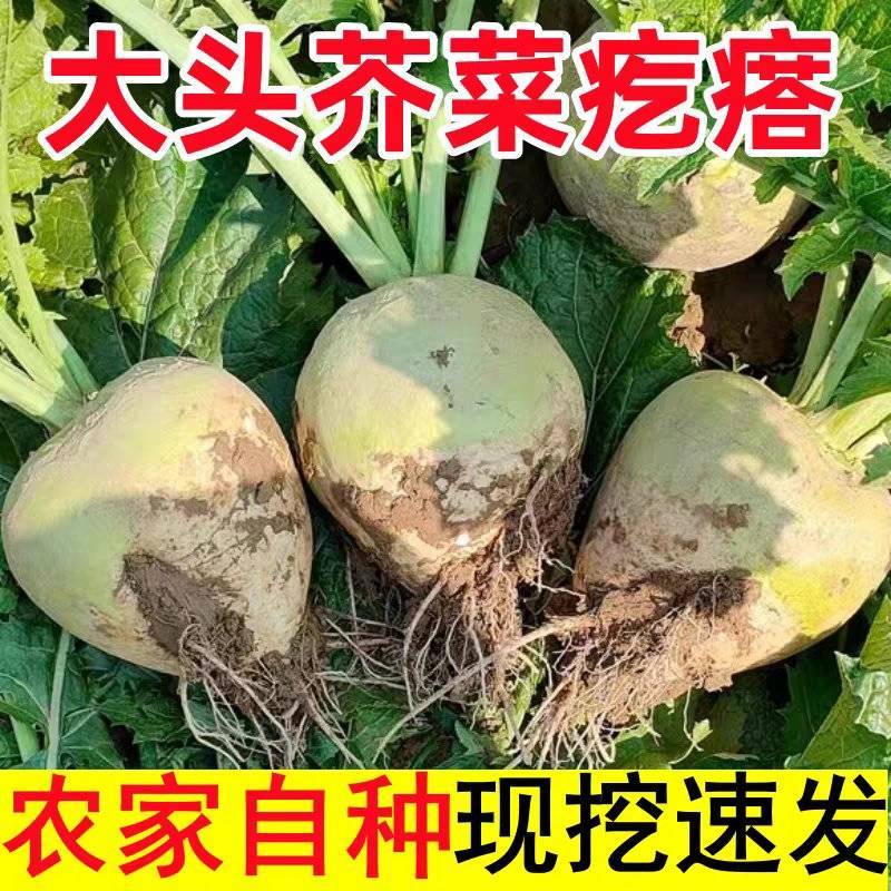 安徽芥菜头/芥菜头/自家种植/数量50亩/欢迎来电采购