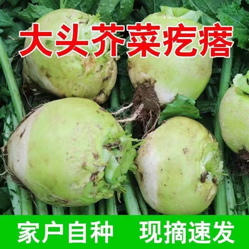 安徽芥菜头/芥菜头/自家种植/数量50亩/欢迎来电采购