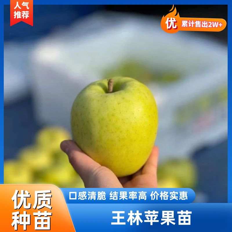 辽宁王林苹果苗产地品种纯正