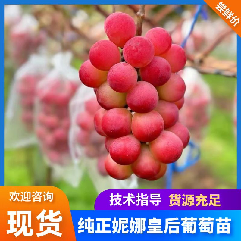 辽宁妮娜皇后葡萄苗品种纯正产地直发供货量大包技术