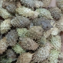 苍耳子，各种中药材供应，大货批发，一件代发