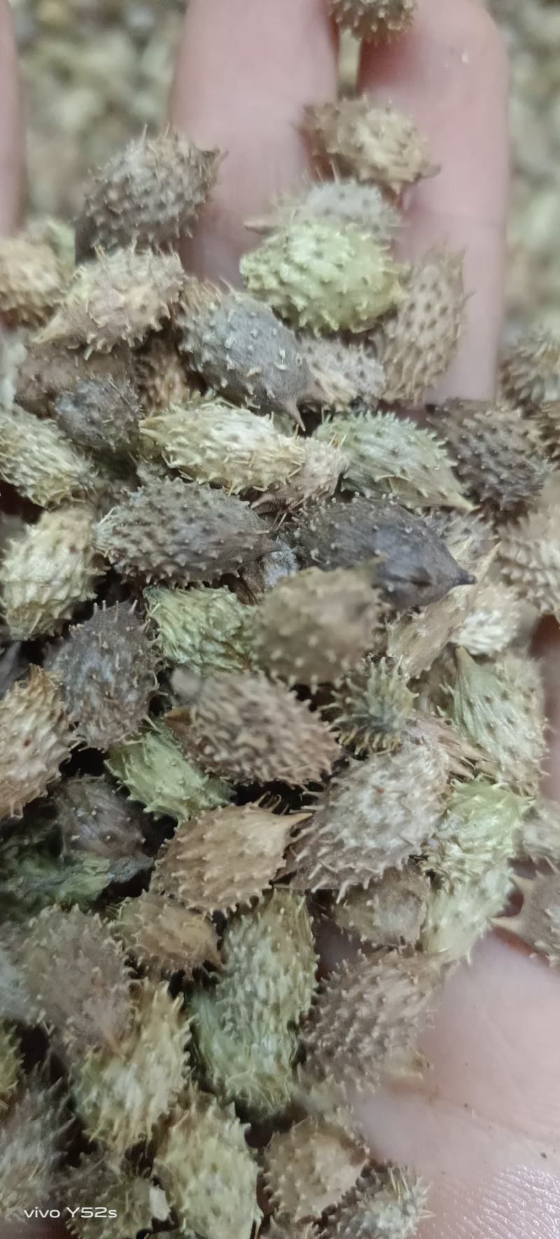 苍耳子，各种中药材供应，大货批发，一件代发