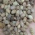 苍耳子，各种中药材供应，大货批发，一件代发