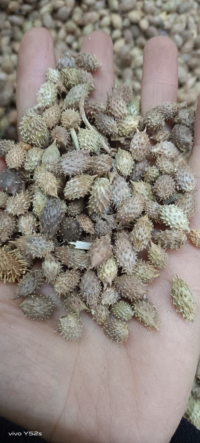 苍耳子，各种中药材供应，大货批发，一件代发