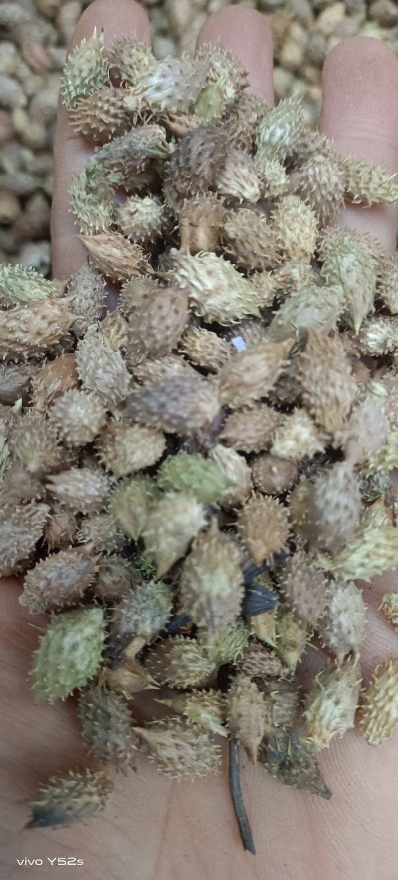 苍耳子，各种中药材供应，大货批发，一件代发
