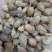 苍耳子，各种中药材供应，大货批发，一件代发