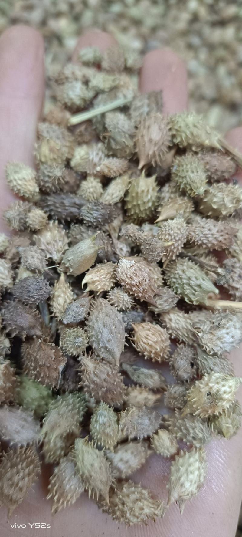苍耳子，各种中药材供应，大货批发，一件代发