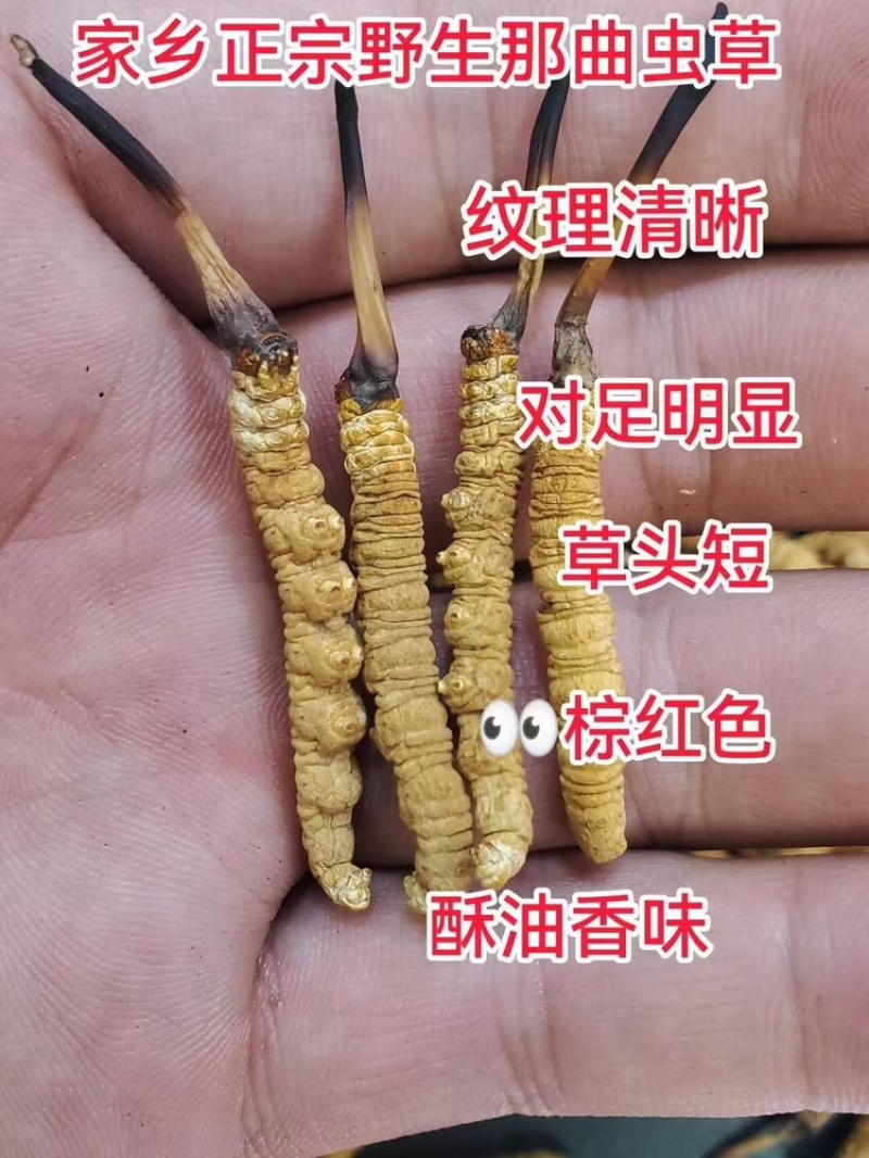 那曲比如县，冬虫夏草，规格齐全，品种纯正，欢迎咨询
