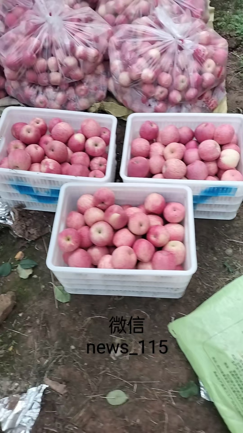 【陕西苹果】红富士苹果/延安产地/口感脆甜/全国发货供应