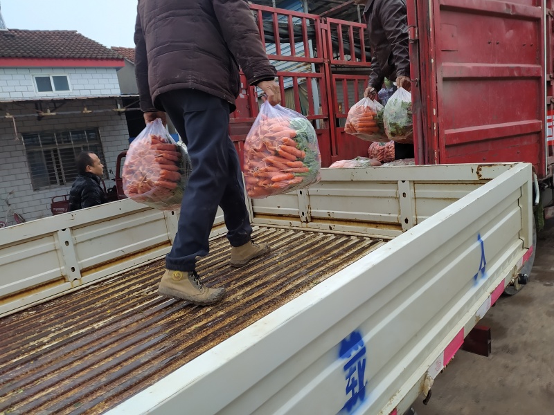 湖北当阳本地胡萝卜，小个胡萝卜上市