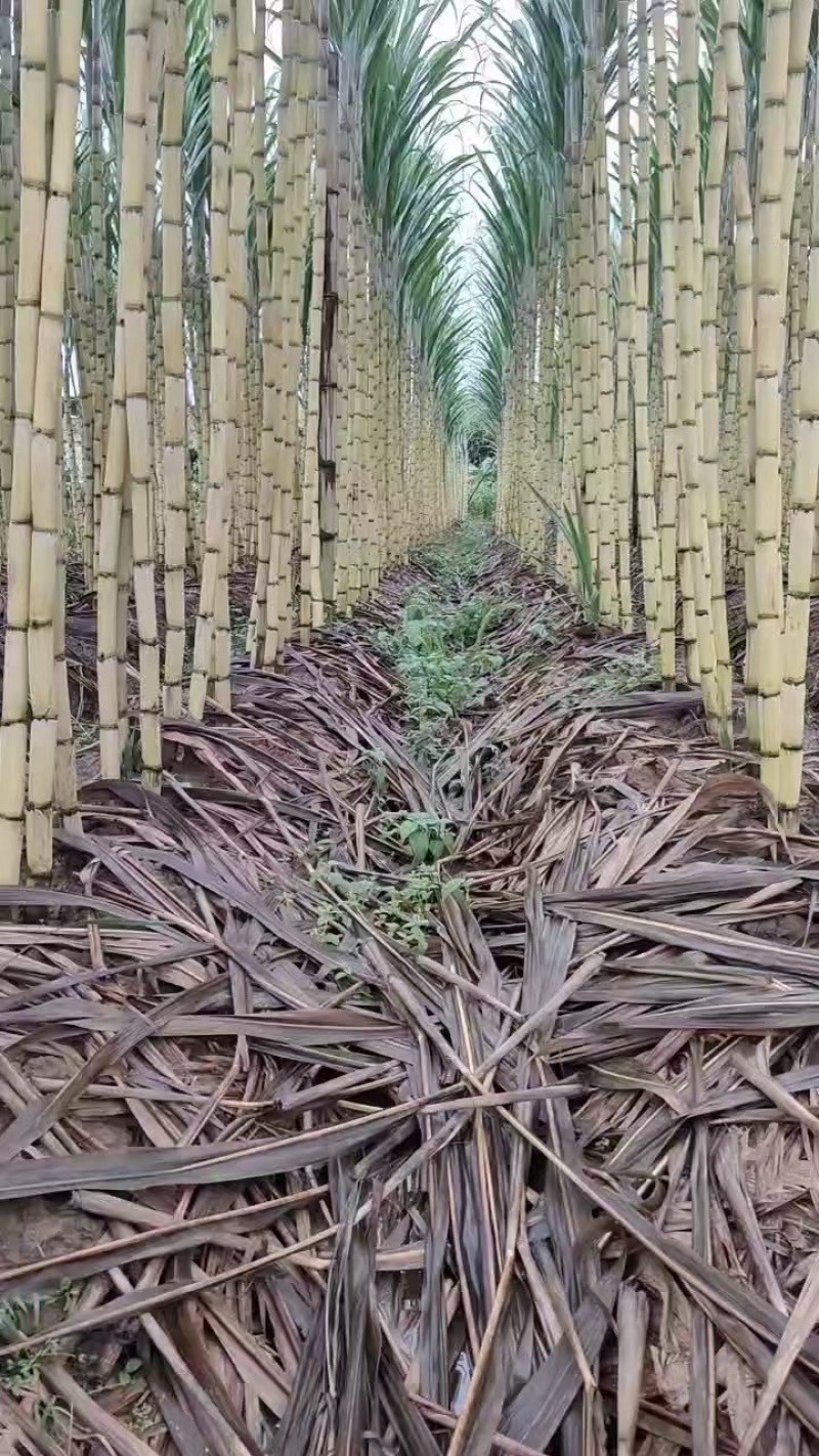 云南高山黄金甘蔗昼夜温差大口感脆甜糖分大水分足