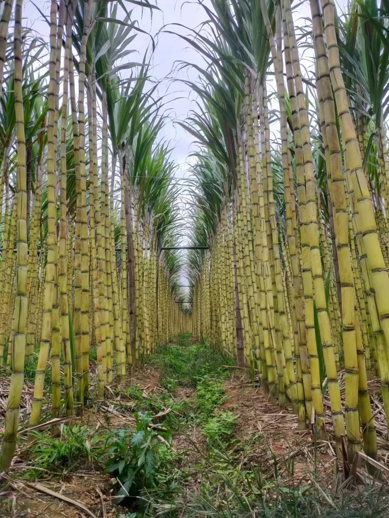 云南高山黄金甘蔗昼夜温差大口感脆甜糖分大水分足