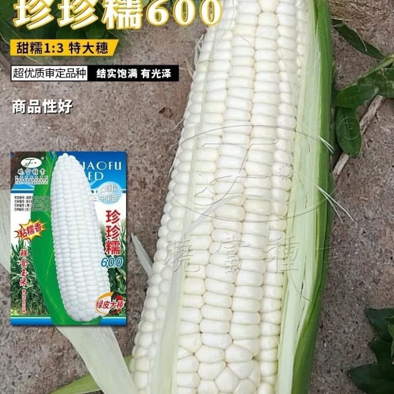 珍珍糯600玉米种子粘糯香糯玉米种子大号糯中带甜粘玉米种