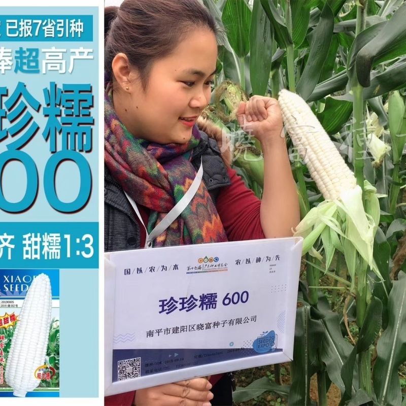 珍珍糯600玉米种子粘糯香糯玉米种子大号糯中带甜粘玉米种