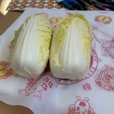 精品大娃娃菜高山富硒夏菜产地一手货源对接商超精品保质保量