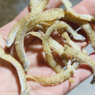 黄条小中条凤尾鱼