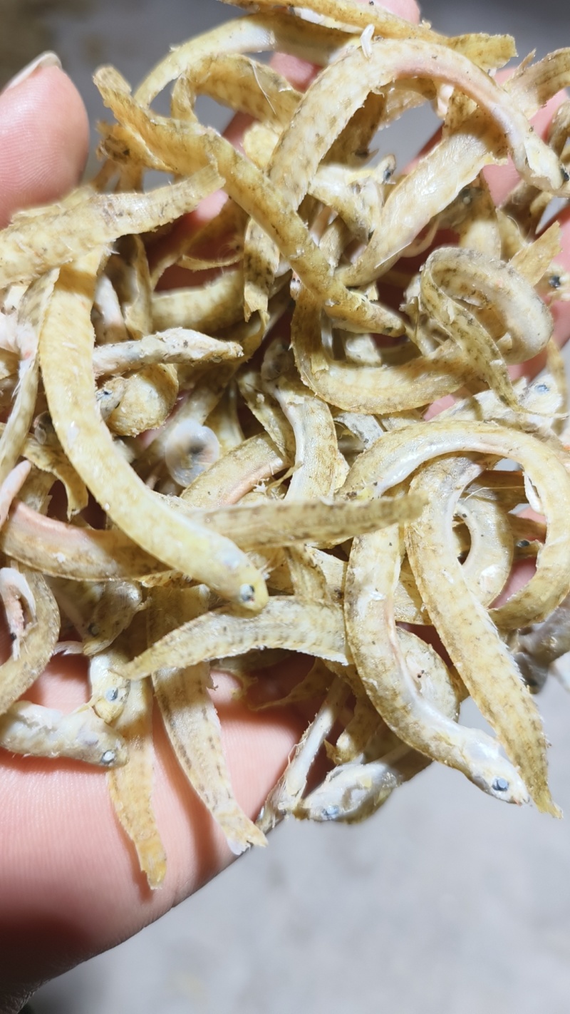 黄条小中条凤尾鱼