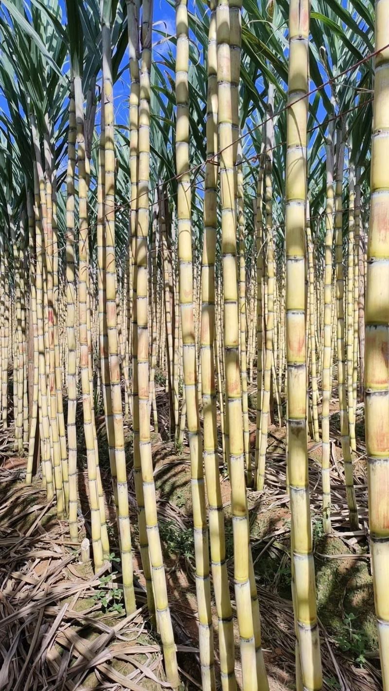 云南黄金甘蔗大量上市口感脆甜糖分大水分足温差大