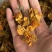金莲花保庆药业批发金莲花颜色好金莲花