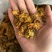 金莲花保庆药业批发金莲花颜色好金莲花
