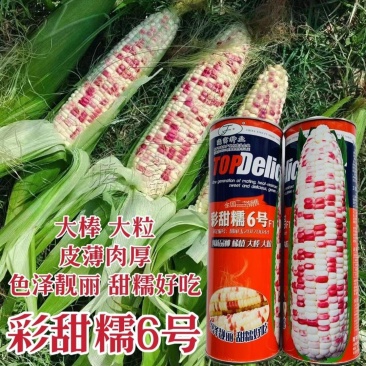 晓富彩甜糯6号玉米种子大棒大粒彩甜糯玉米种籽国审品种优质