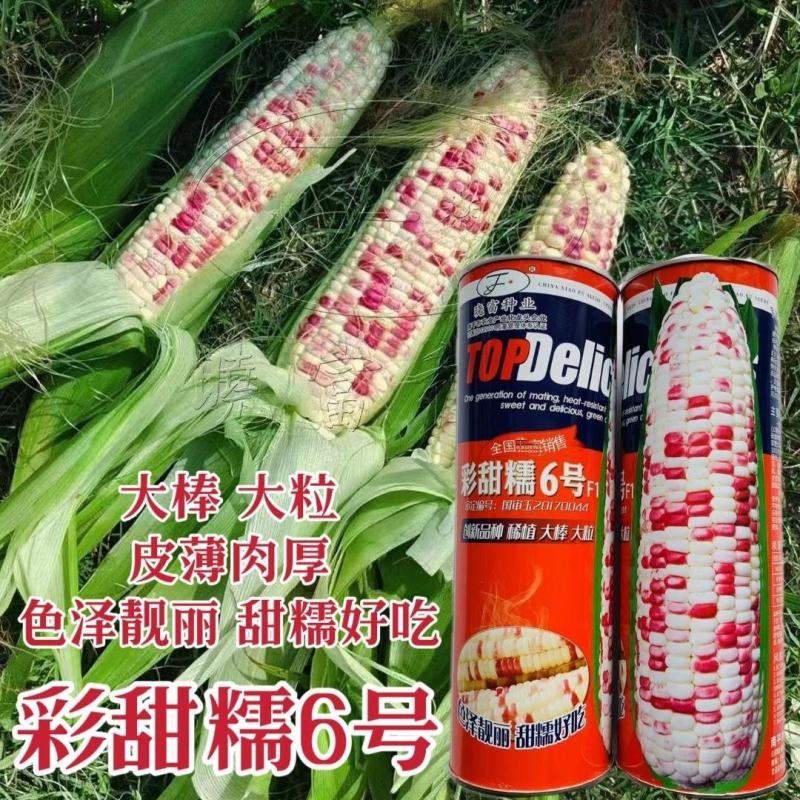 晓富彩甜糯6号玉米种子大棒大粒彩甜糯玉米种籽国审品种优质