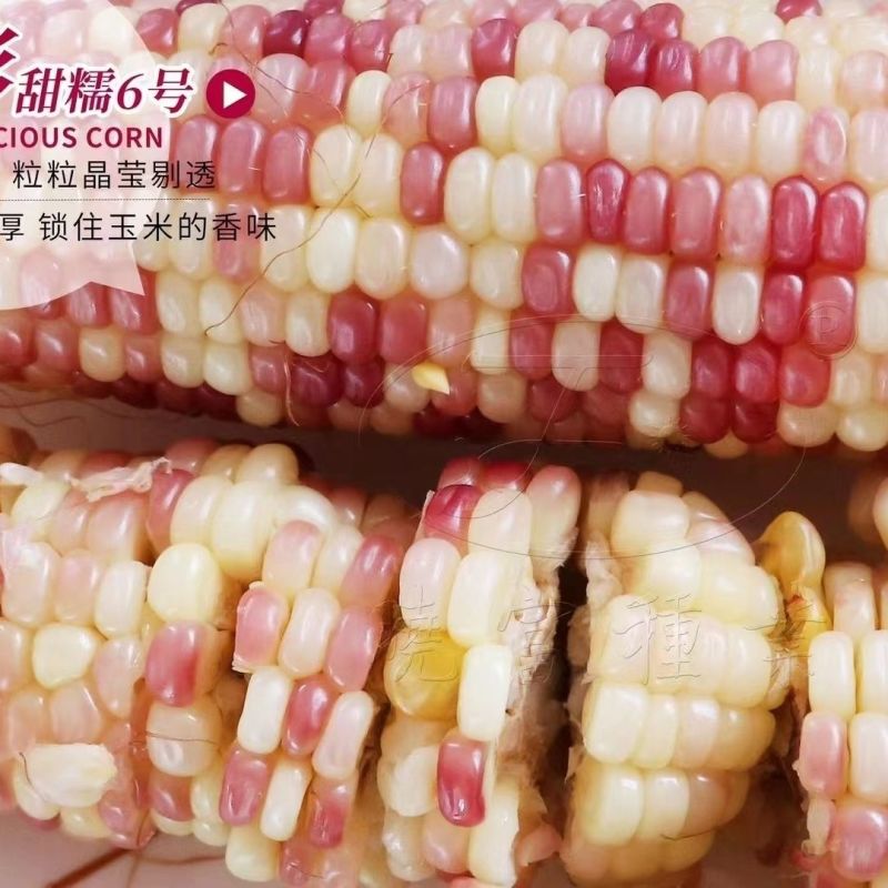 晓富彩甜糯6号玉米种子大棒大粒彩甜糯玉米种籽国审品种优质