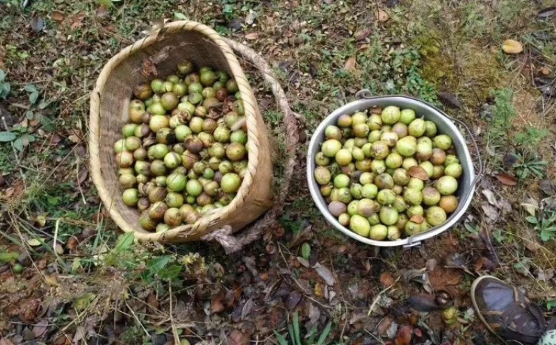 精品山茶油自产自销品质有保障关系来电咨询