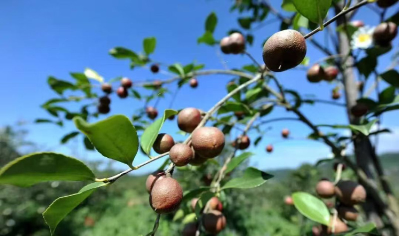 精品山茶油自产自销品质有保障关系来电咨询
