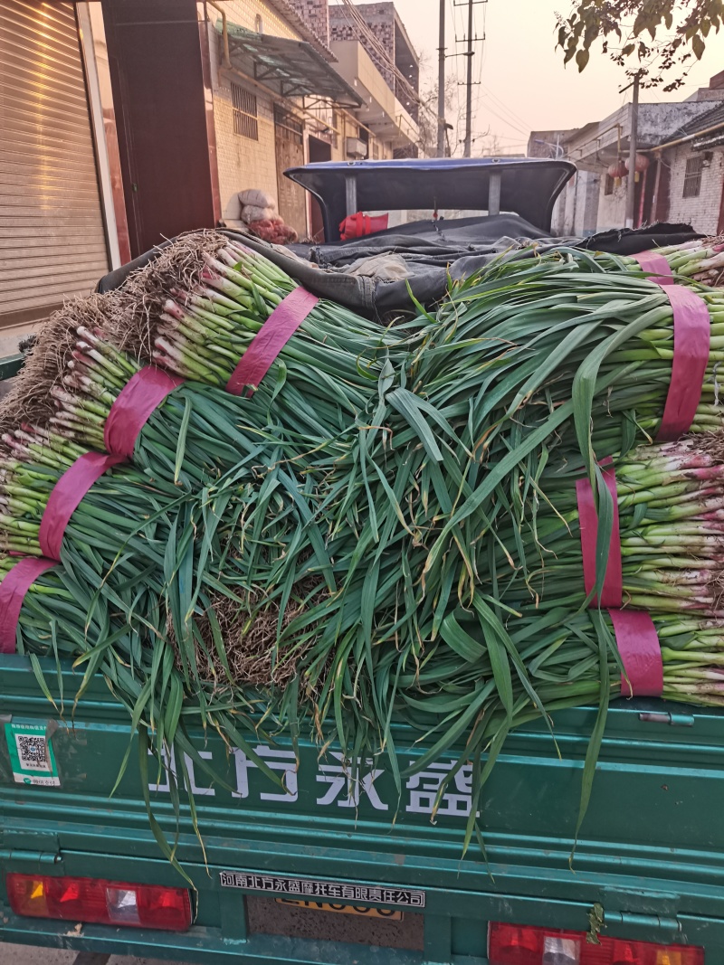 蒜苗新鲜蒜苗基地直发对接电商一条龙服务
