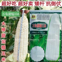 万农甜糯158鲜食甜糯玉米种子高产特大棒甜加糯白粘玉米种