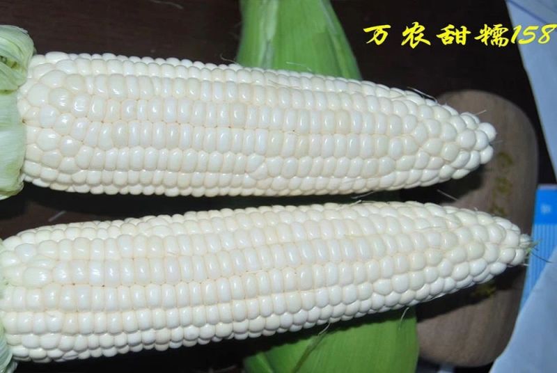 万农甜糯158鲜食甜糯玉米种子高产特大棒甜加糯白粘玉米种