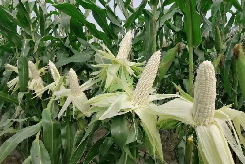 万农甜糯158鲜食甜糯玉米种子高产特大棒甜加糯白粘玉米种