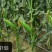 万农甜糯158鲜食甜糯玉米种子高产特大棒甜加糯白粘玉米种