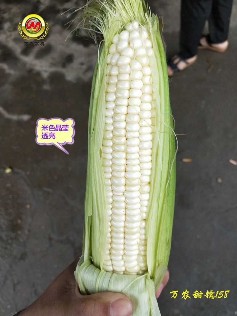 万农甜糯158鲜食甜糯玉米种子高产特大棒甜加糯白粘玉米种