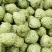 云南释迦果新鲜上市，视频看货，对接商超市场电商社区团购