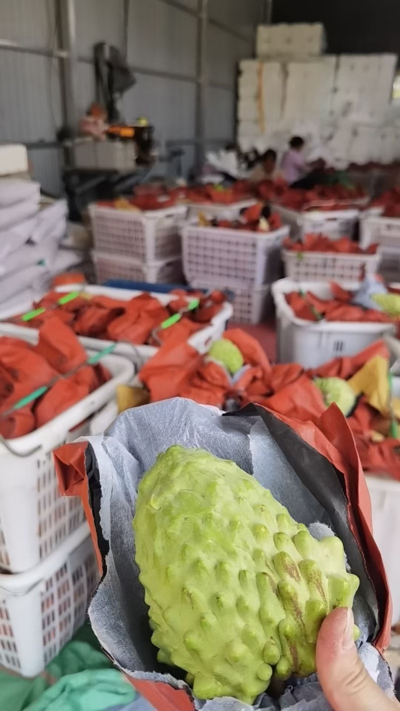 云南释迦果新鲜上市，视频看货，对接商超市场电商社区团购