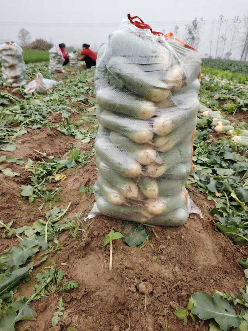吉林产区水果萝卜大量上市质量好欢迎采购