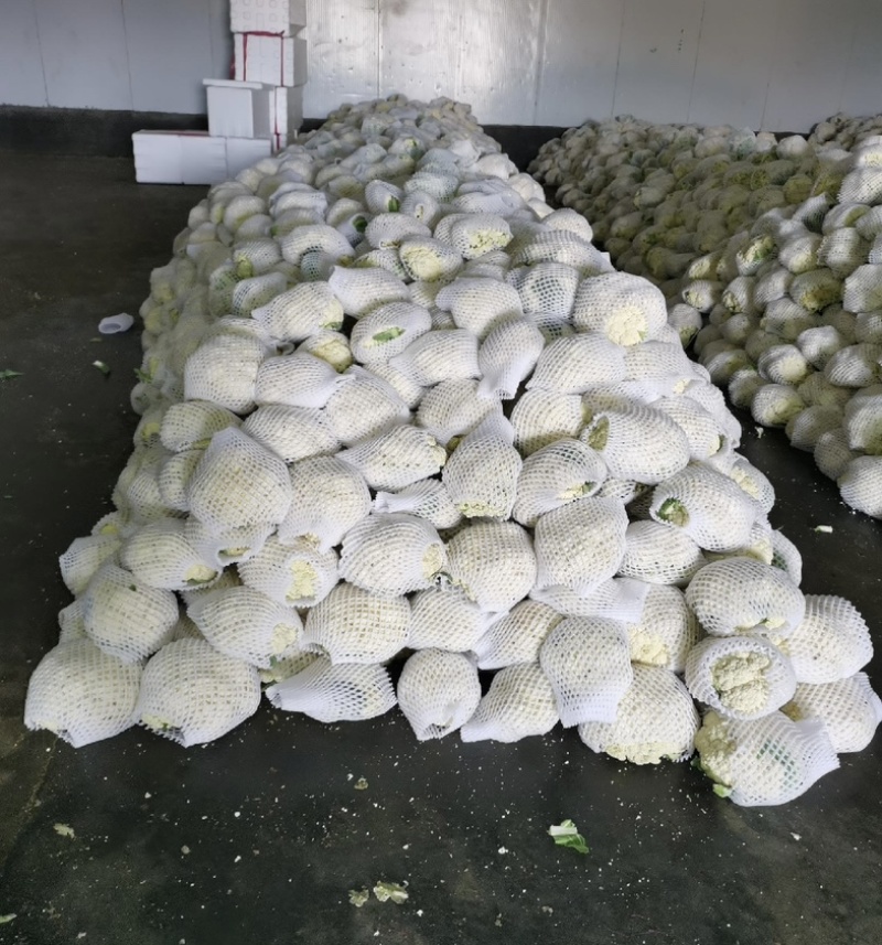 【精】福建松花菜万亩基地产地直发可视频看货对接全国