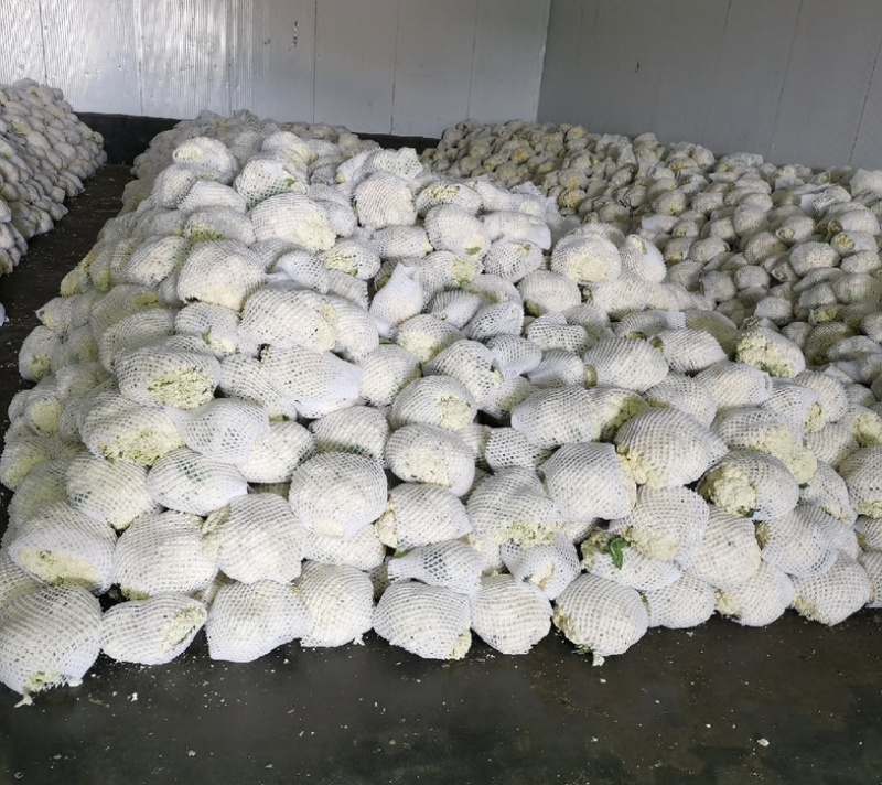 【精】福建松花菜万亩基地产地直发可视频看货对接全国